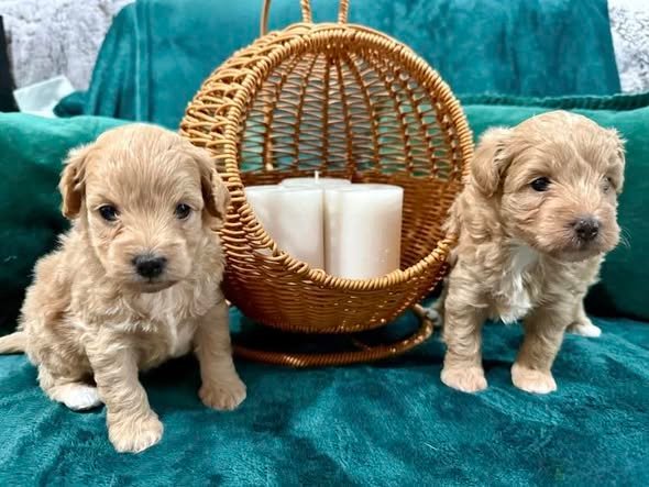 Miles Maltipoo — our family and our dogs