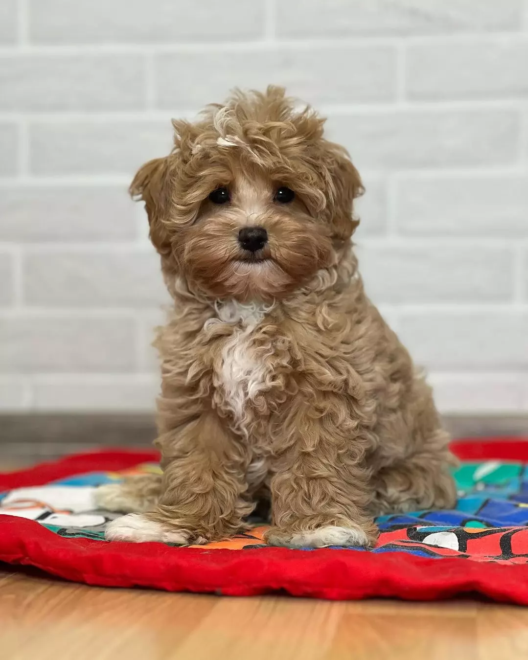Bella