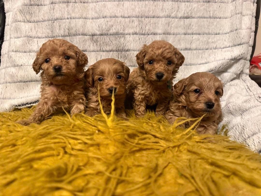 Maltipoo litter
