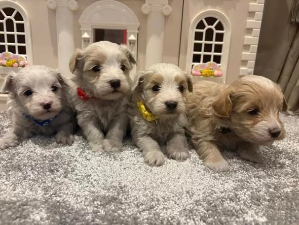 A Miles Maltipoo puppy in its first weeks
