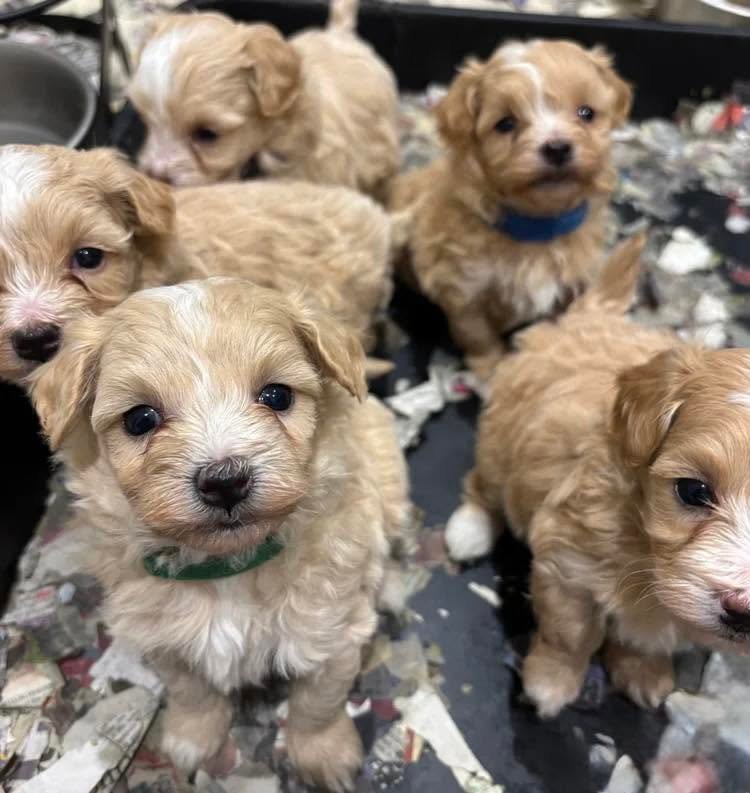 Our first Maltipoo — the beginning of everything