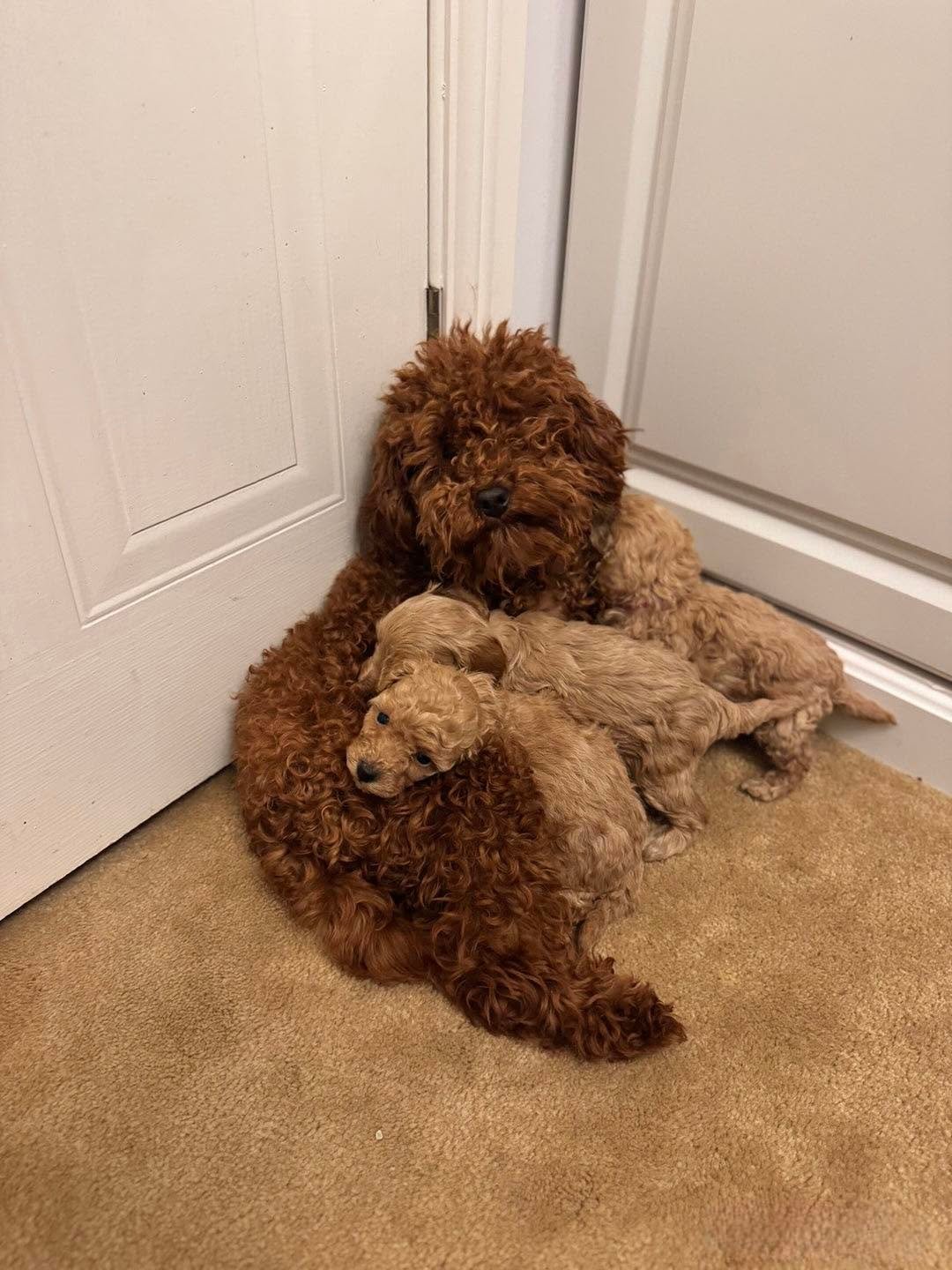 Maltipoo with mum