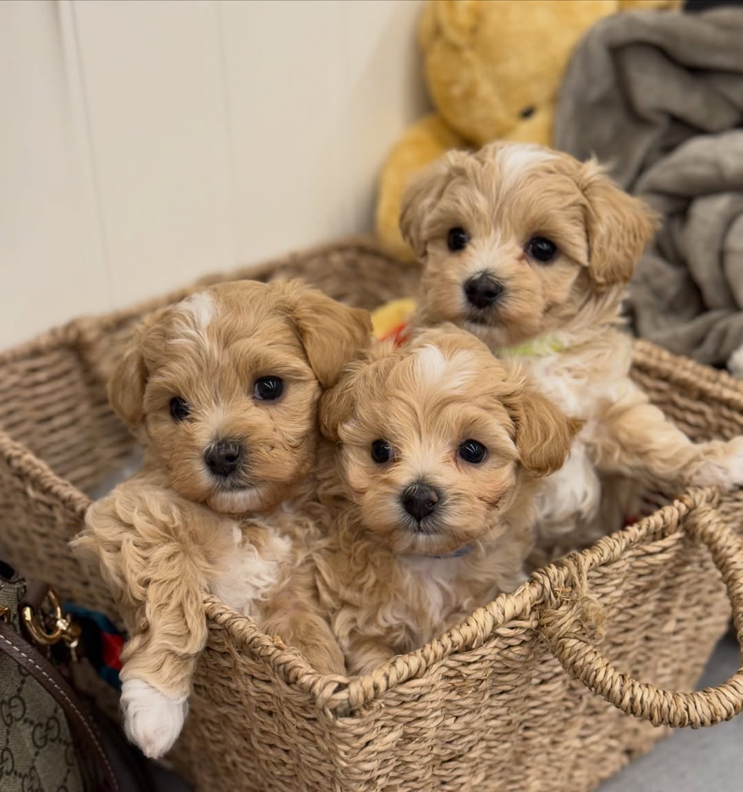 Maltipoo puppy ready to come home