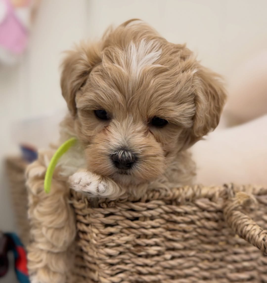 Puppy preparation essentials