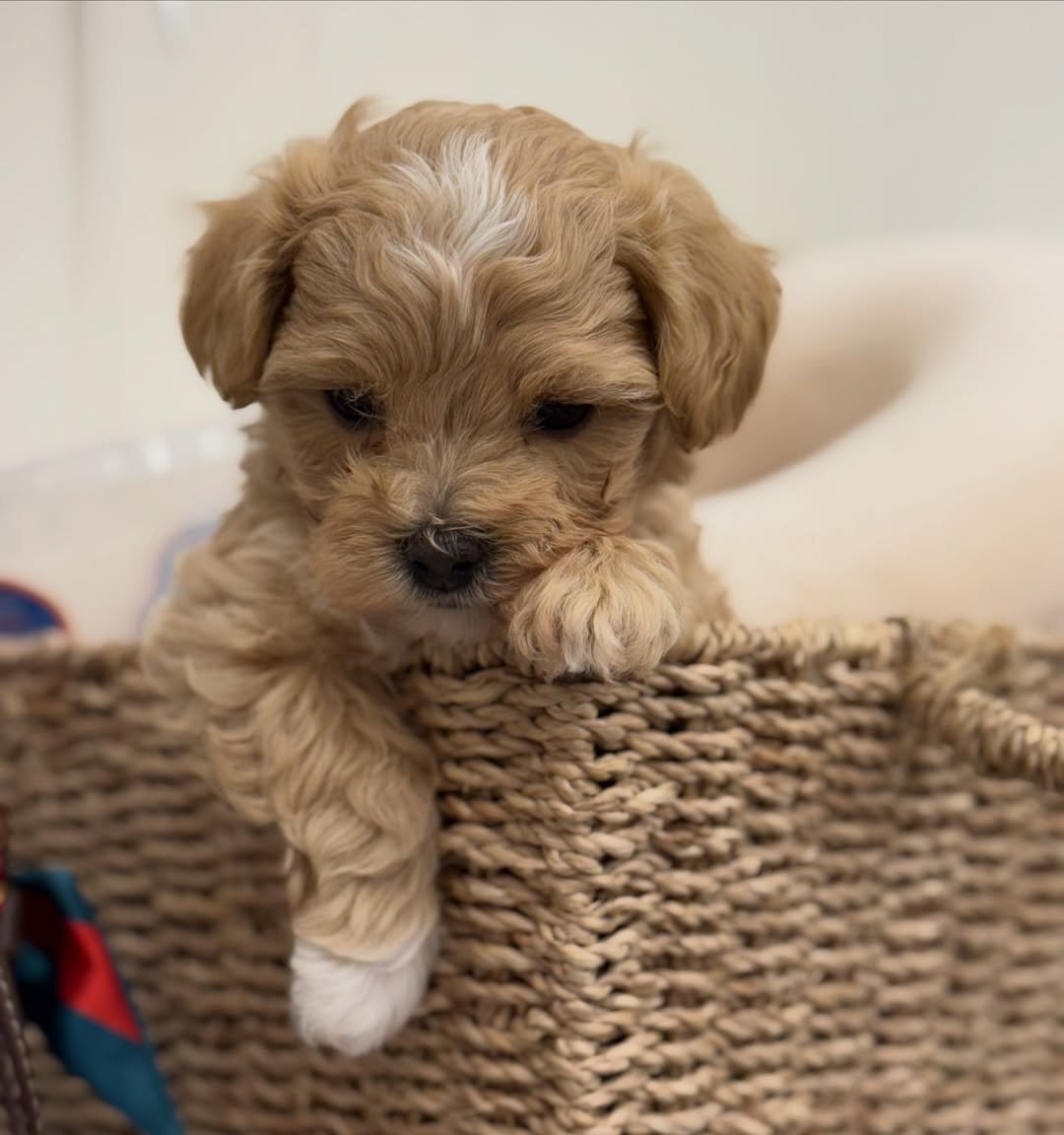 Maltipoo puppy settling in for the first night