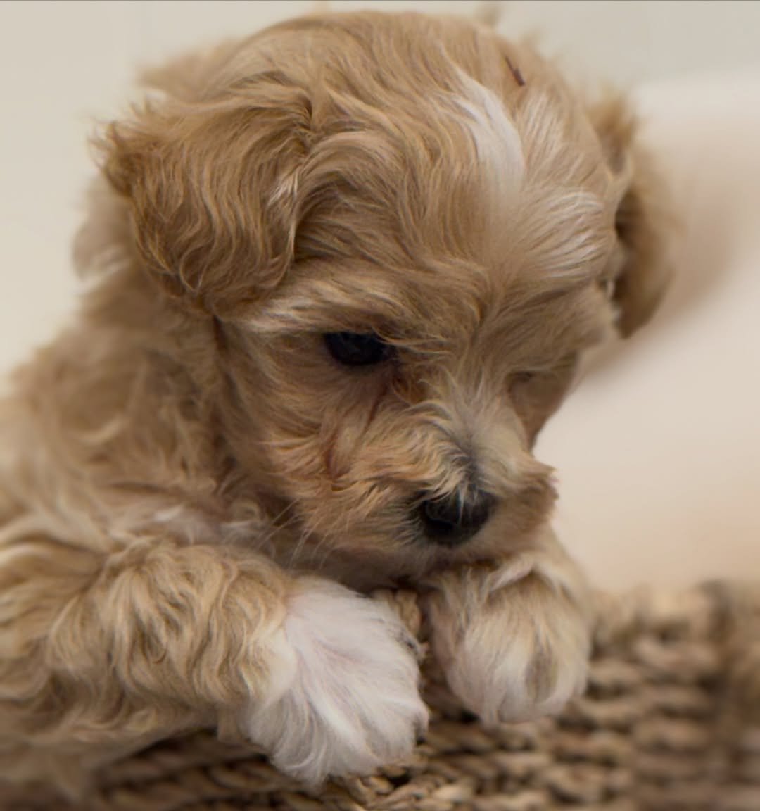 Maltipoo puppy feeding
