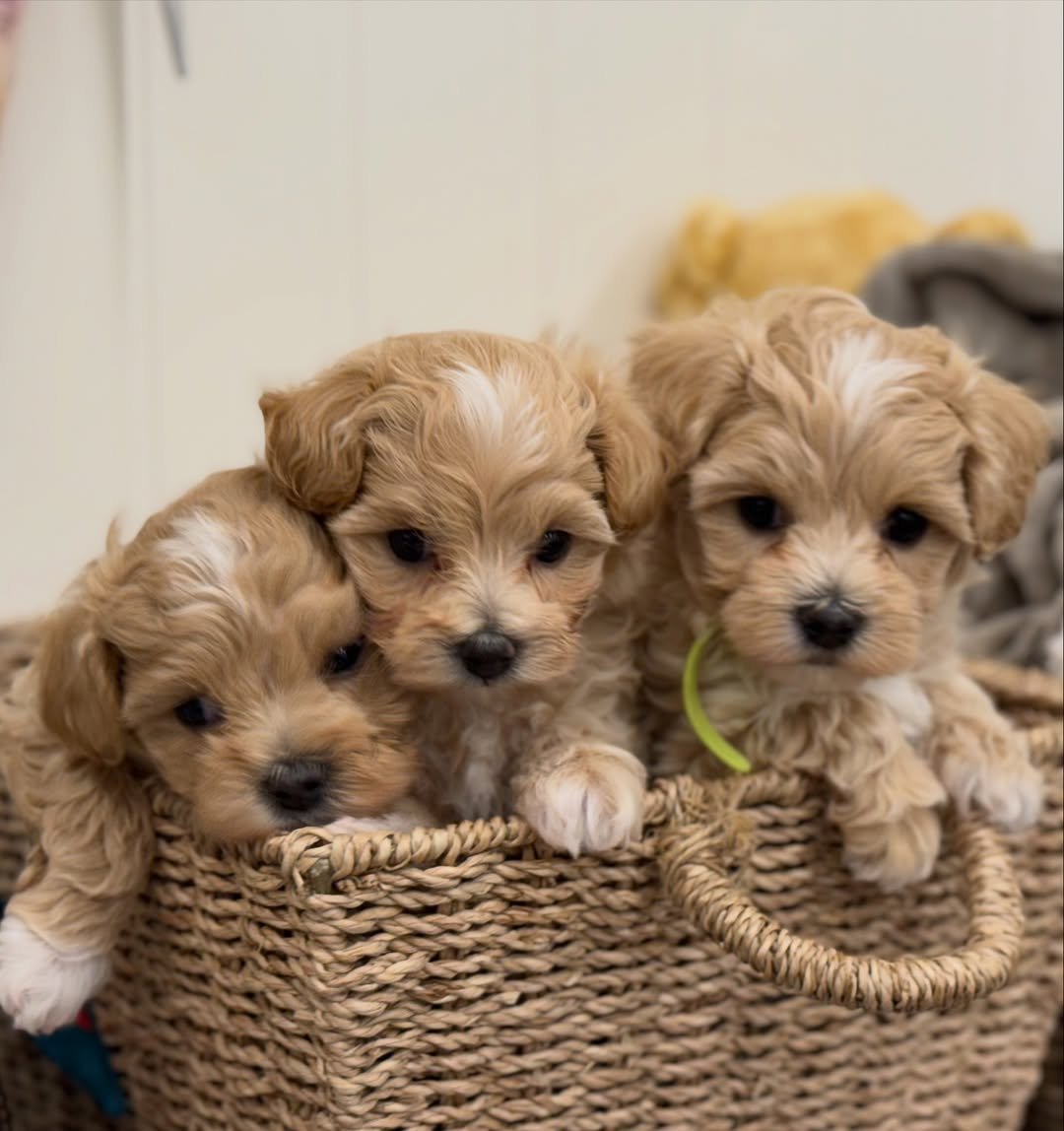 Maltipoo puppy close up