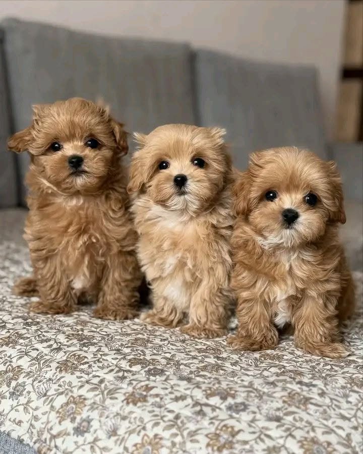 Maltipoo puppy portrait