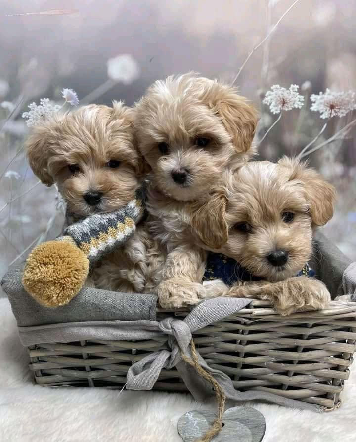 Maltipoo puppy close-up