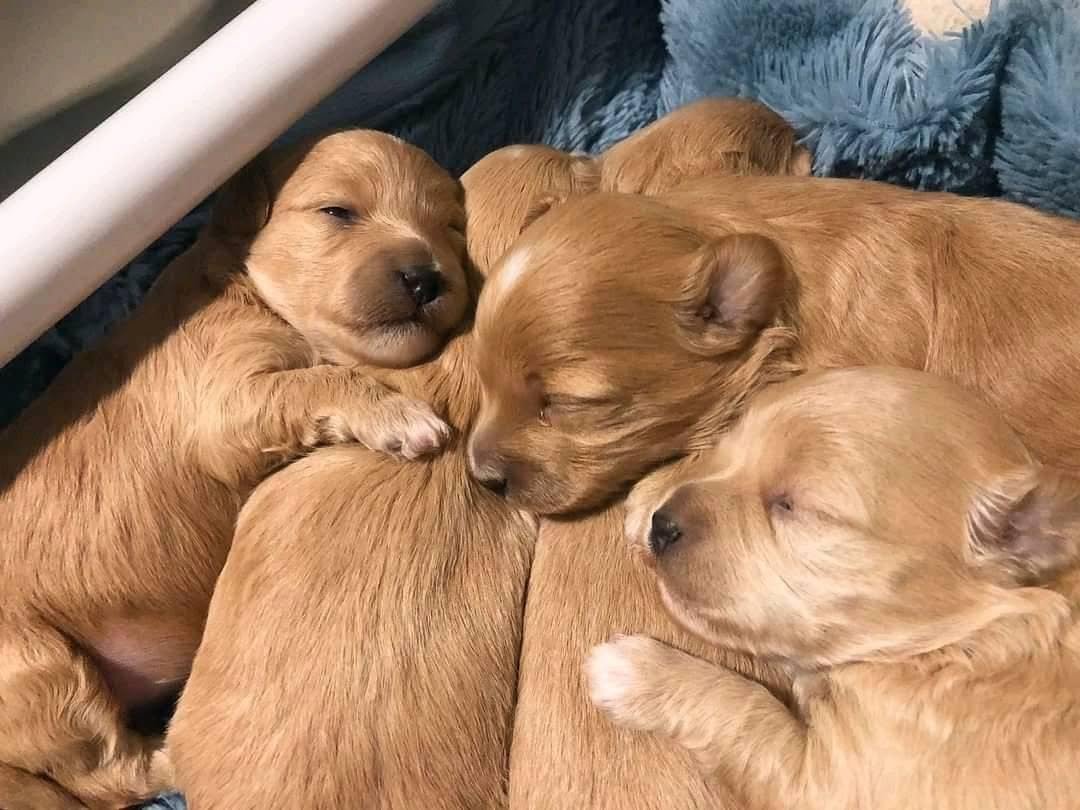New litter